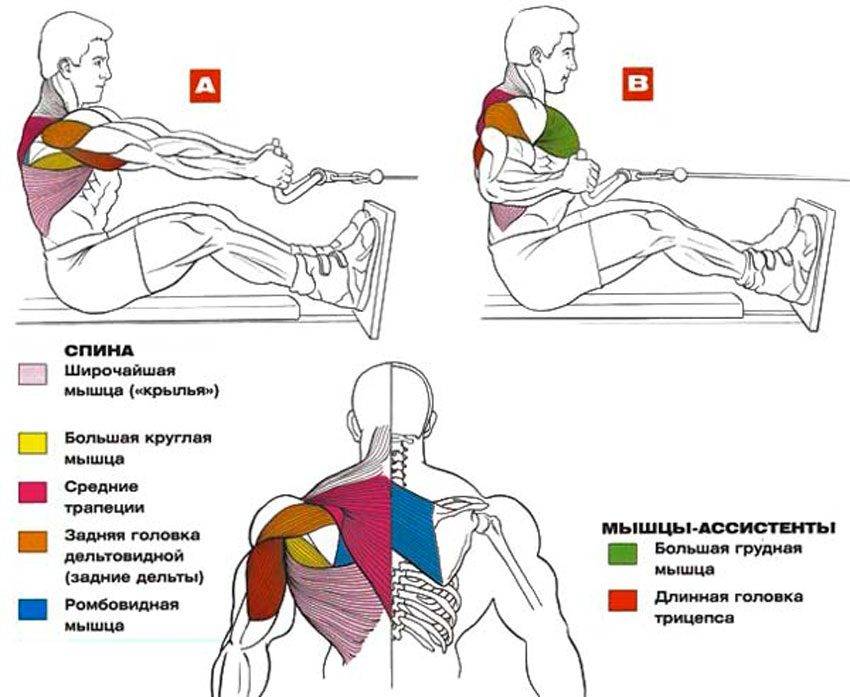 Становая тяга: техника выполнения, какие мышцы работают