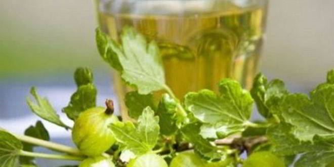 Настойка из крыжовника на водке: напиток для приятных застолий