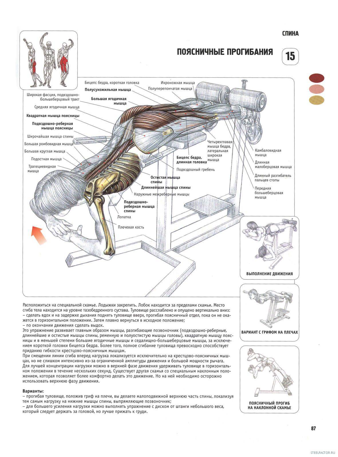 Упражнения для спины в зале: 8 эффективных упражнений