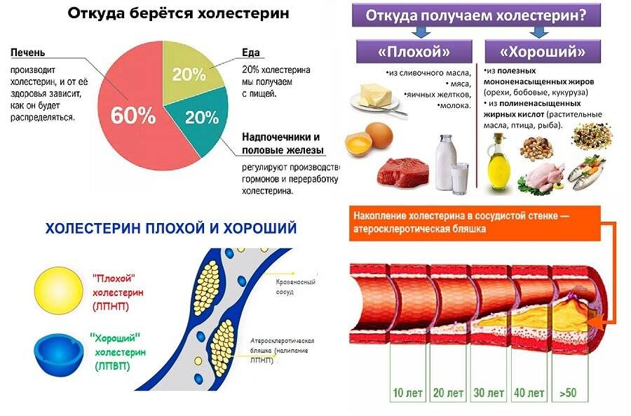 Как снизить холестерин в крови у женщин и мужчин: способы понизить и привести в норму уровень плохого холестерола