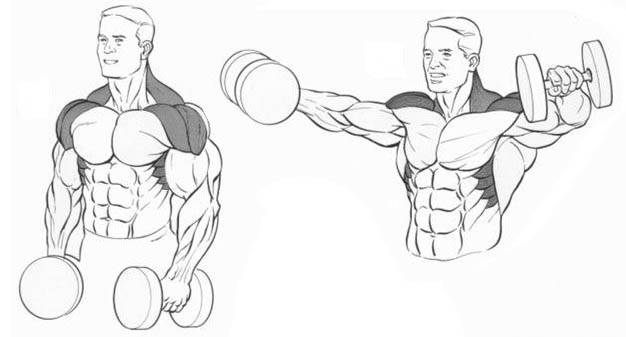 Разведение рук с гантелями стоя