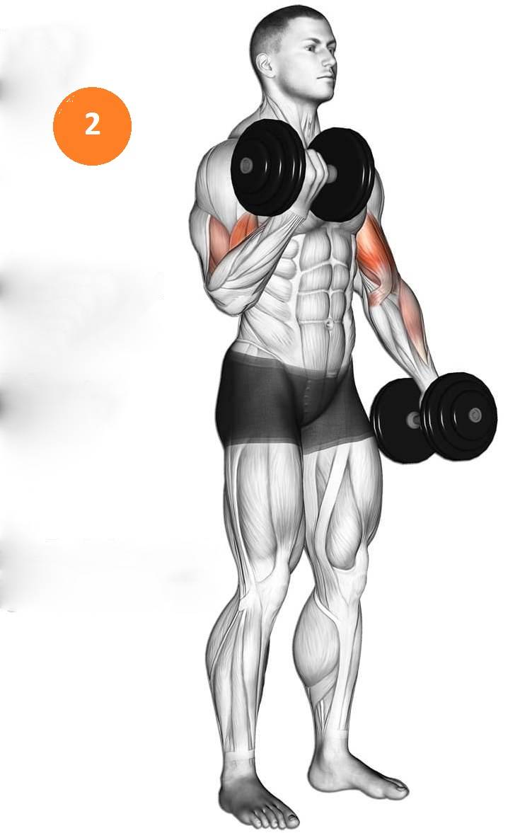 Концентрированные сгибания рассматриваем детально