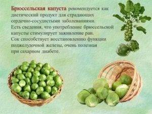 Брюссельская капуста – польза и вред вкусного овоща