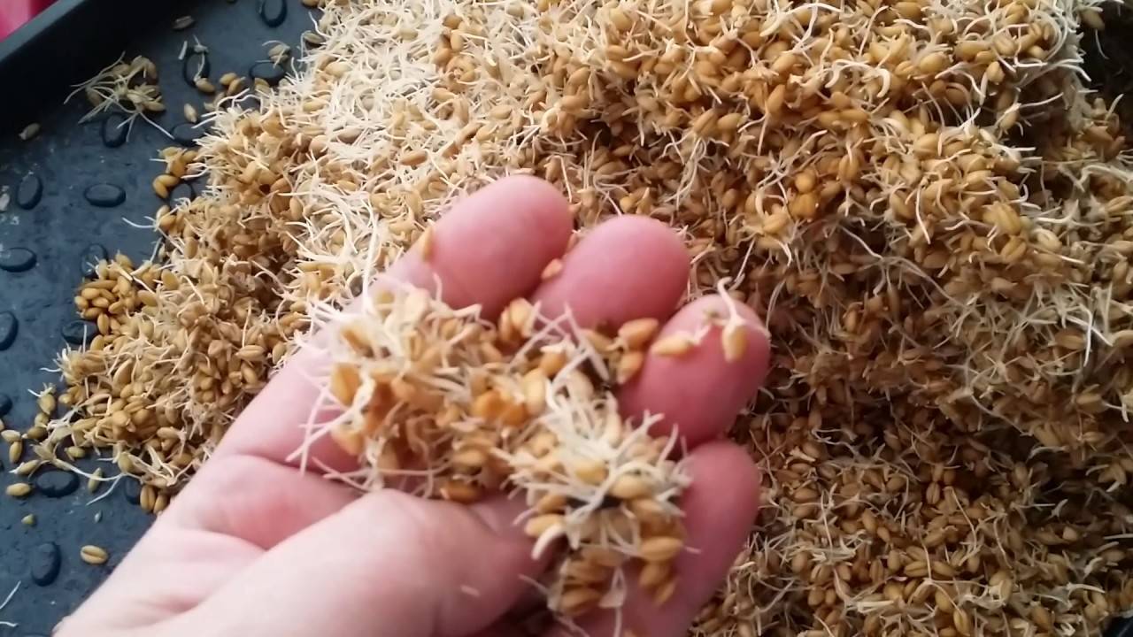 проращивание пшеницы для самогона. солод пшеничный пророщенный. солод гречихи. брага на пророщенной пшенице. проращивание пшеницы для самогона.