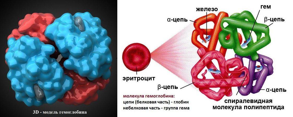4 молекулы железа