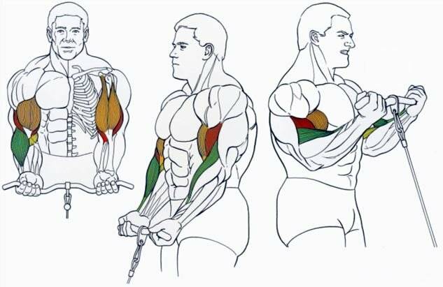 Сгибание рук с гантелями