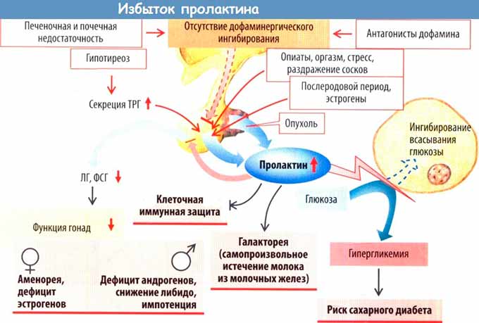 Как понизить пролактин у мужчин: основное лечение для снижения уровня, народные средства и пищевые добавки