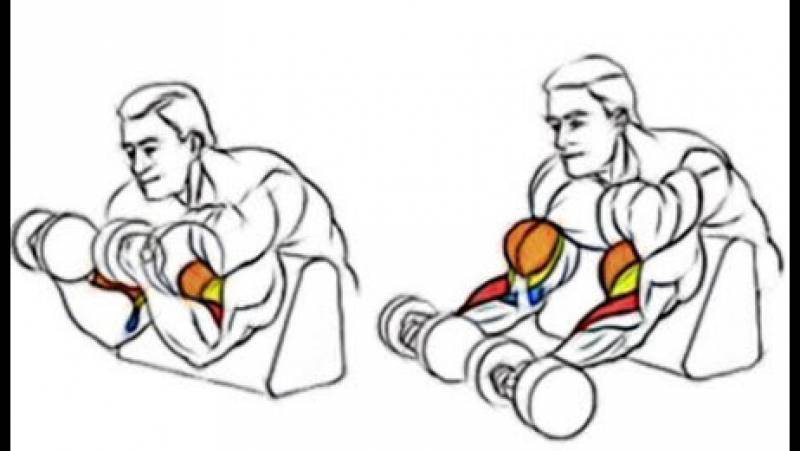 Сгибания рук на скамье скотта со штангой: какие мышцы работают, техника выполнения, видео