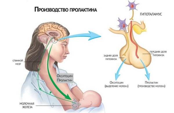 Как снизить пролактин в крови для мужчин