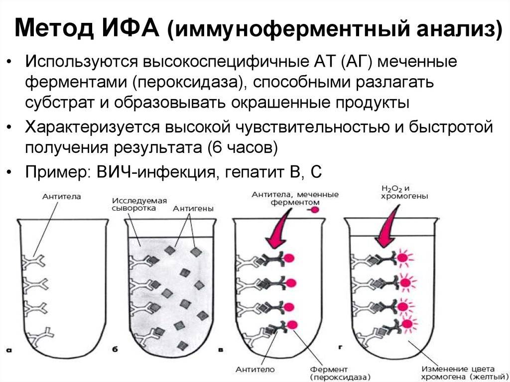 Фазы серологических реакций схема