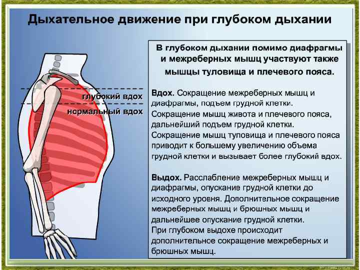 Как правильно дышать животом? абдоминальное (диафрагмальное) дыхание — техника выполнения, польза