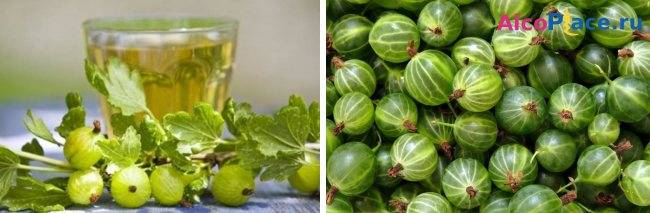 Настойка из черемухи: 6 рецептов в домашних условиях