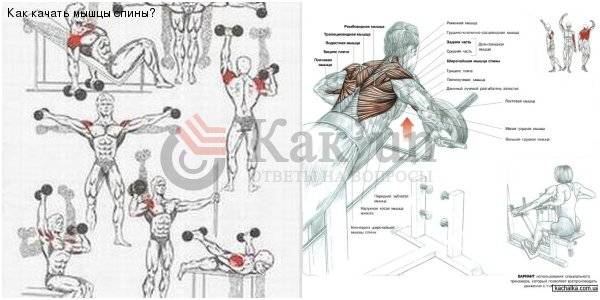 Тренировка спины: как накачать широкую спину в тренажерном зале