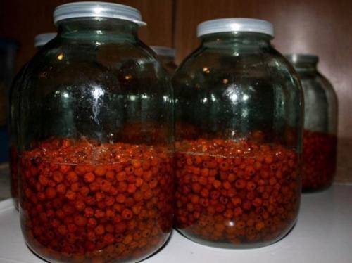 Наливка и настойка из ежевики: 7 рецептов в домашних условиях