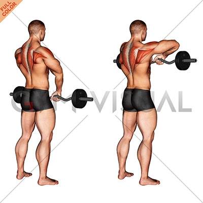 Тяга штанги к подбородку: техника выполнения, работающие мышцы и виды