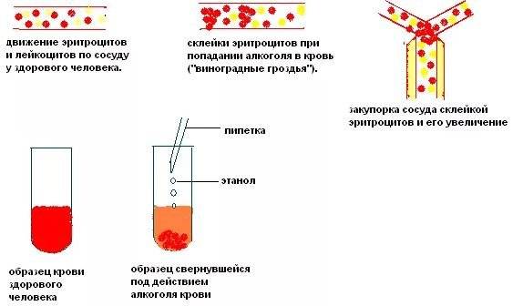 Как действует на сосуды