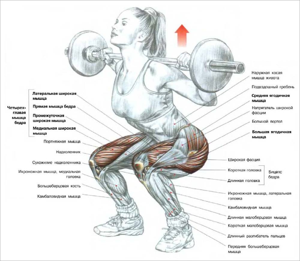 Как правильно приседать чтобы накачать ягодицы