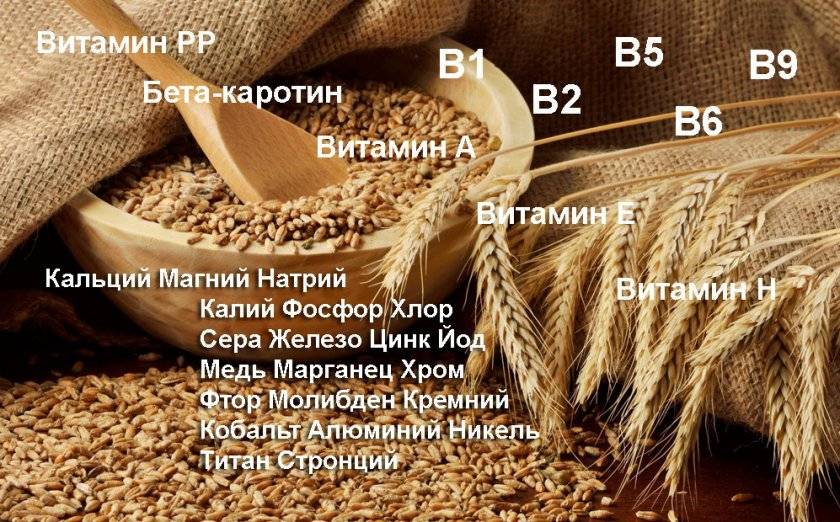 Вреден ли хлеб: мифы и реальность