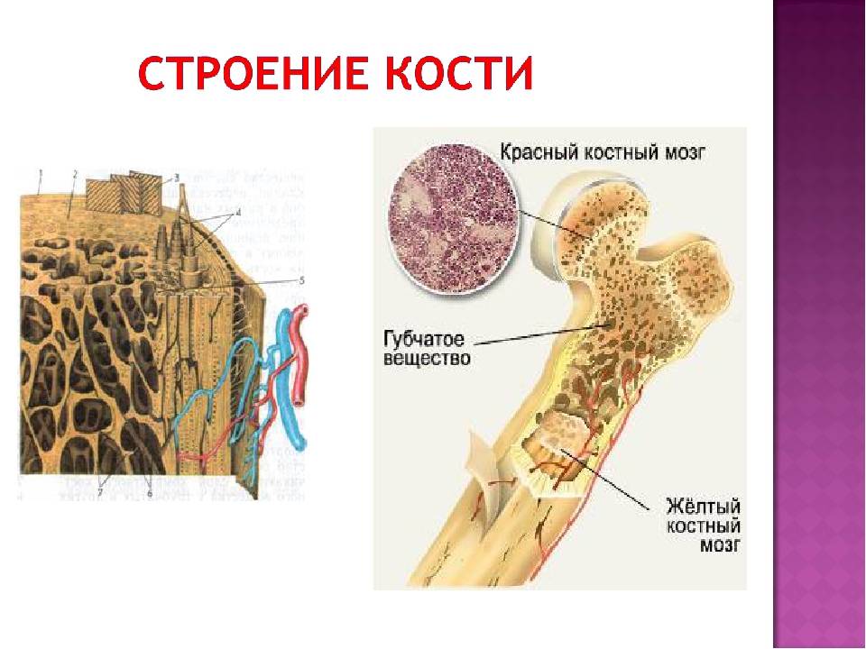 Заполнена красным костным мозгом. Строение красного костного мозга анатомия. Строение кости желтый костный мозг. Трубчатая кость красный костный мозг. Строение кости человека красный костный мозг.