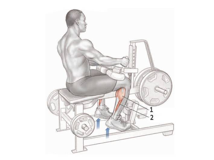 Жим носками в тренажере: техника выполнения, рекомендации