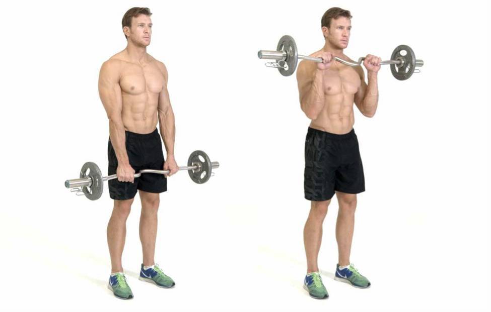 Осваиваем технику подъема ez-штанги на бицепс стоя