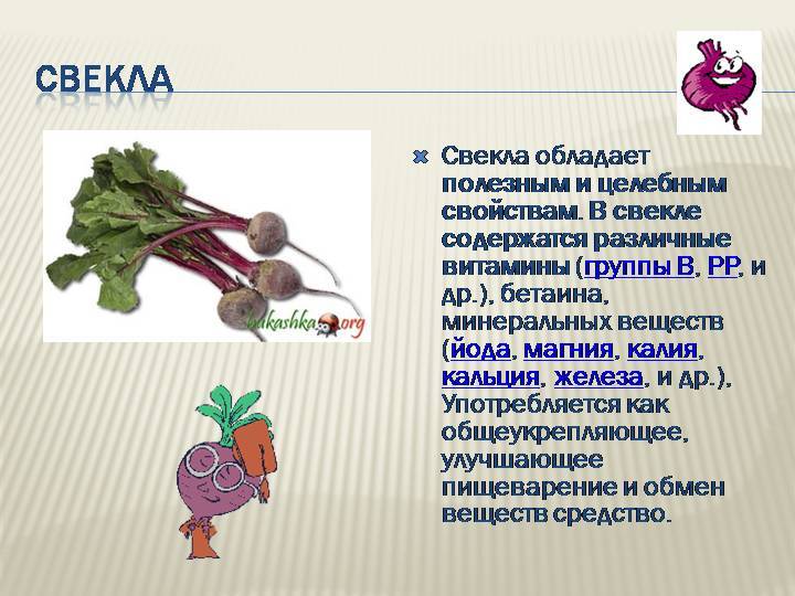 Лечебная свекла. польза и вред для организма человека свойства свеклы