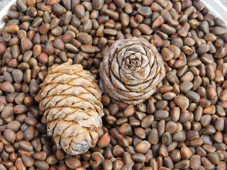 Кедровые орехи польза и вред для организма сколько нужно съесть