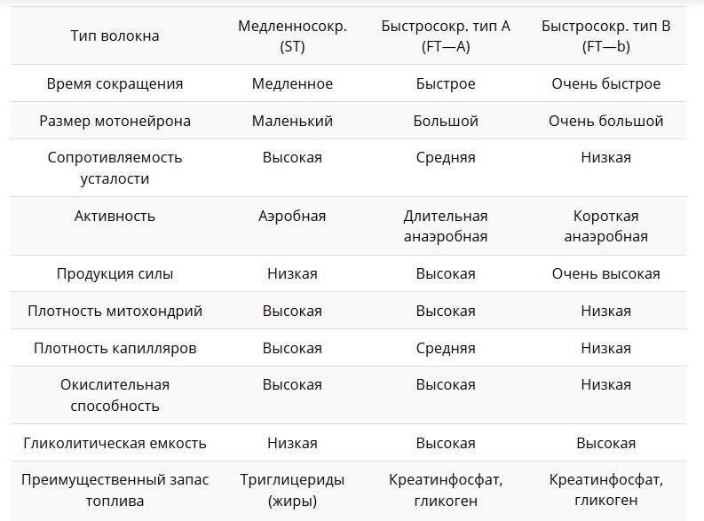 Типы мышечных волокон — чем белые волокна отличаются от медленных?