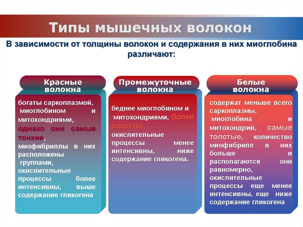 Функции и строение мышц. виды мышечных волокон. адаптационные процессы в мышцах. виды мышечных сокращений и способы выполнения силовых упражнений.виды мышечного отказа.