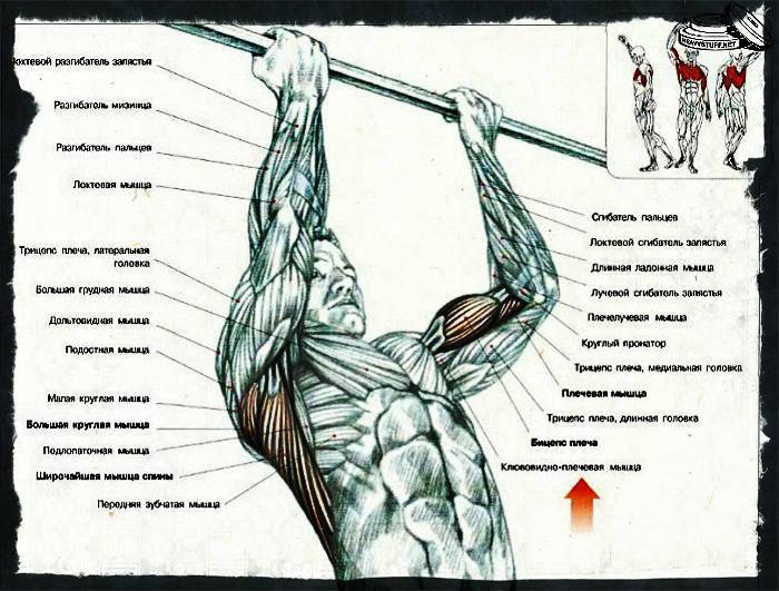 Подтягивания: все виды и техника выполнения