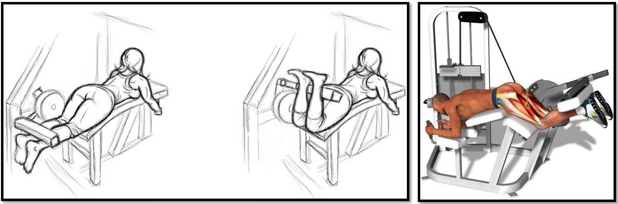 Разгибание ног в тренажере: техника выполнения, какие мышцы работают