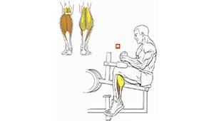 Подъем на носки из положения сидя