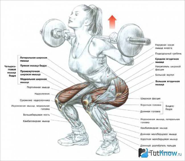Фронтальные приседания со штангой: техника выполнения