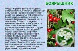 Боярышник: полезные свойства, противопоказания, рецепты,вред