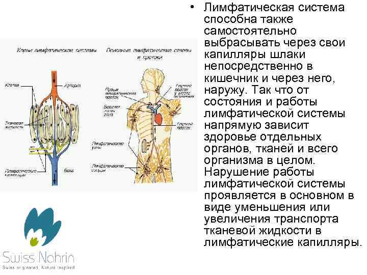 Очистка лимфы солодкой и энтеросгелем схема