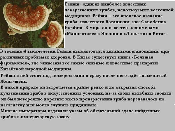 Гриб рейши: полезные свойства и противопоказания, применение