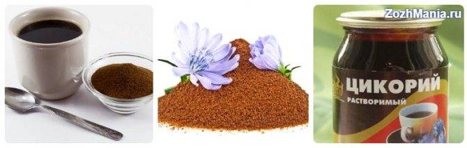 Что полезнее: кофе или цикорий, чем они отличаются и что лучше пить для здоровья организма