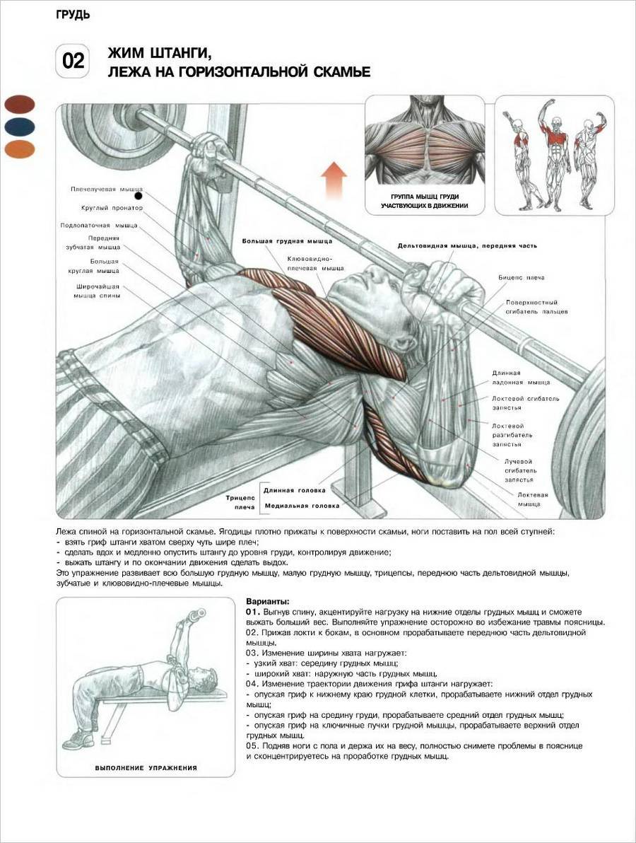 Как накачать руки и пресс: 15 мощных упражнений в домашних условиях