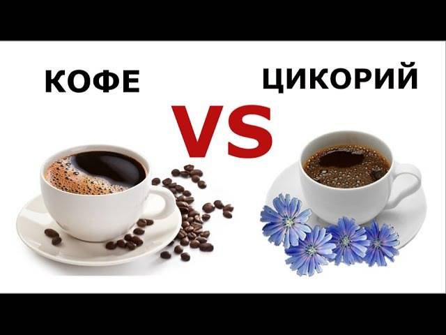 Вся правда о цикории, польза и вред растворимого напитка для здоровья