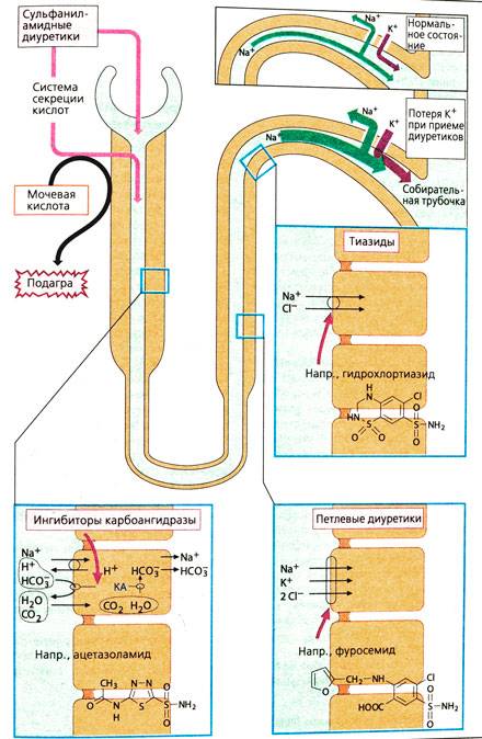 Диуретики что это такое. Механизм действия петлевых диуретиков схема. Механизм действия осмотических диуретиков схема. Петлевые диуретики механизм действия схема. Механизм действия диуретиков на нефрон.