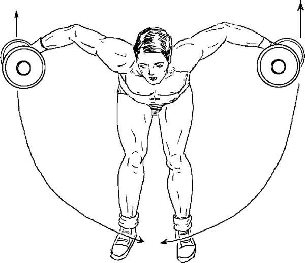 Разведение гантелей сидя в наклоне: видео и фото упражнения