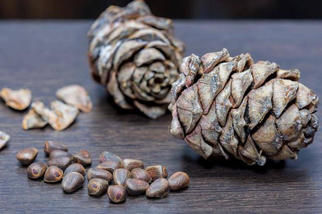 Кедровые орехи: полезные свойства  и противопоказания, калорийность, состав