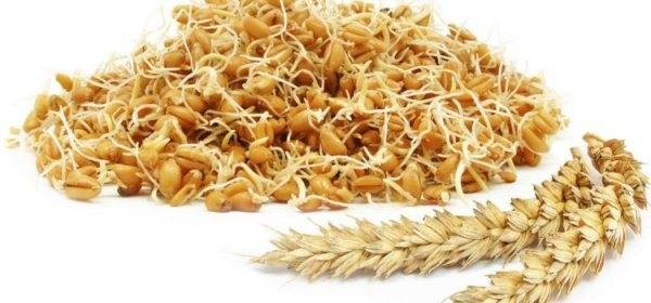 В чем польза пророщенной пшеницы, и как правильно ее принимать