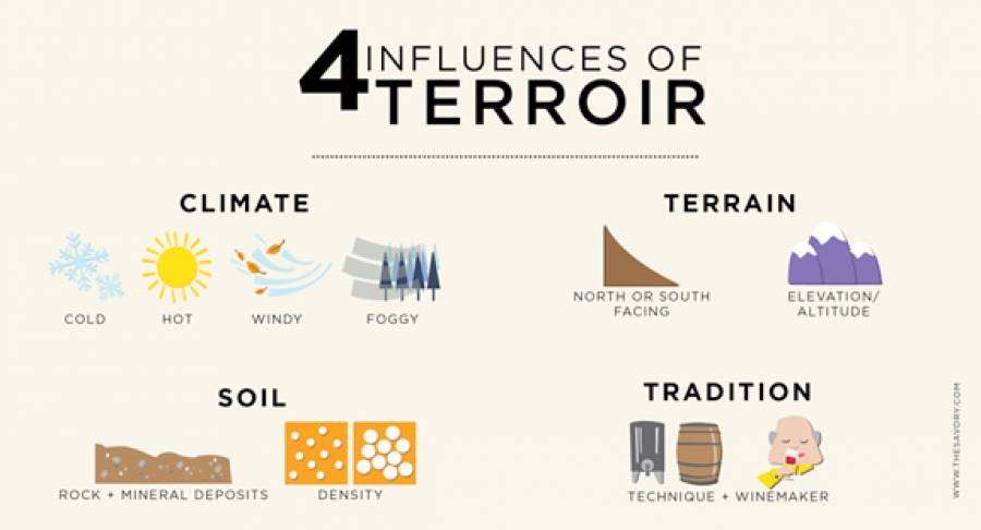 Винный словарь: апелласьон vs терруар | такое вино | яндекс дзен