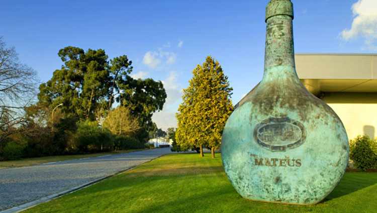 Мускатное вино: происхождение, производство, выдержка, сорта, как пить напиток