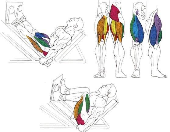 2 комплекса упражнений для ног, ягодиц и бедер в домашних условияхwomfit