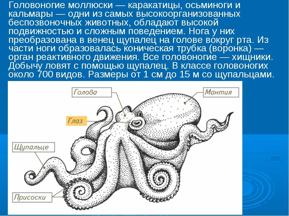 Части осьминога. Строение осьминога. Анатомия осьминога. Факты о осьминогах.