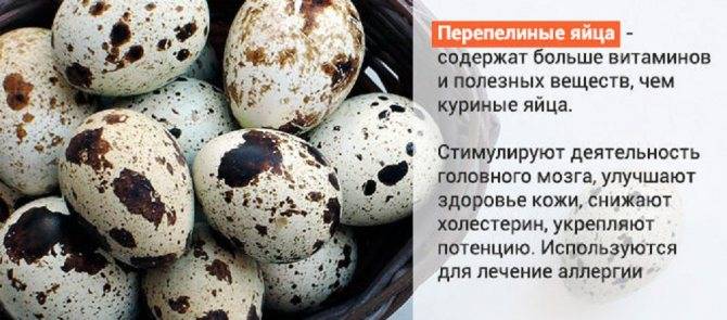 Перепелиные яйца — польза и вред, как правильно принимать для лечения