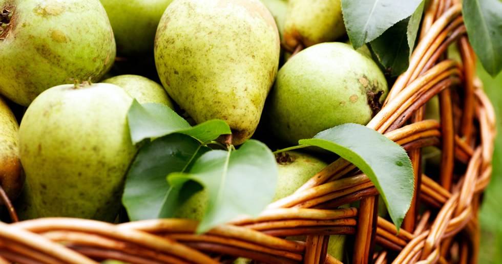 Полезные свойства груши: противопоказания, польза и вред