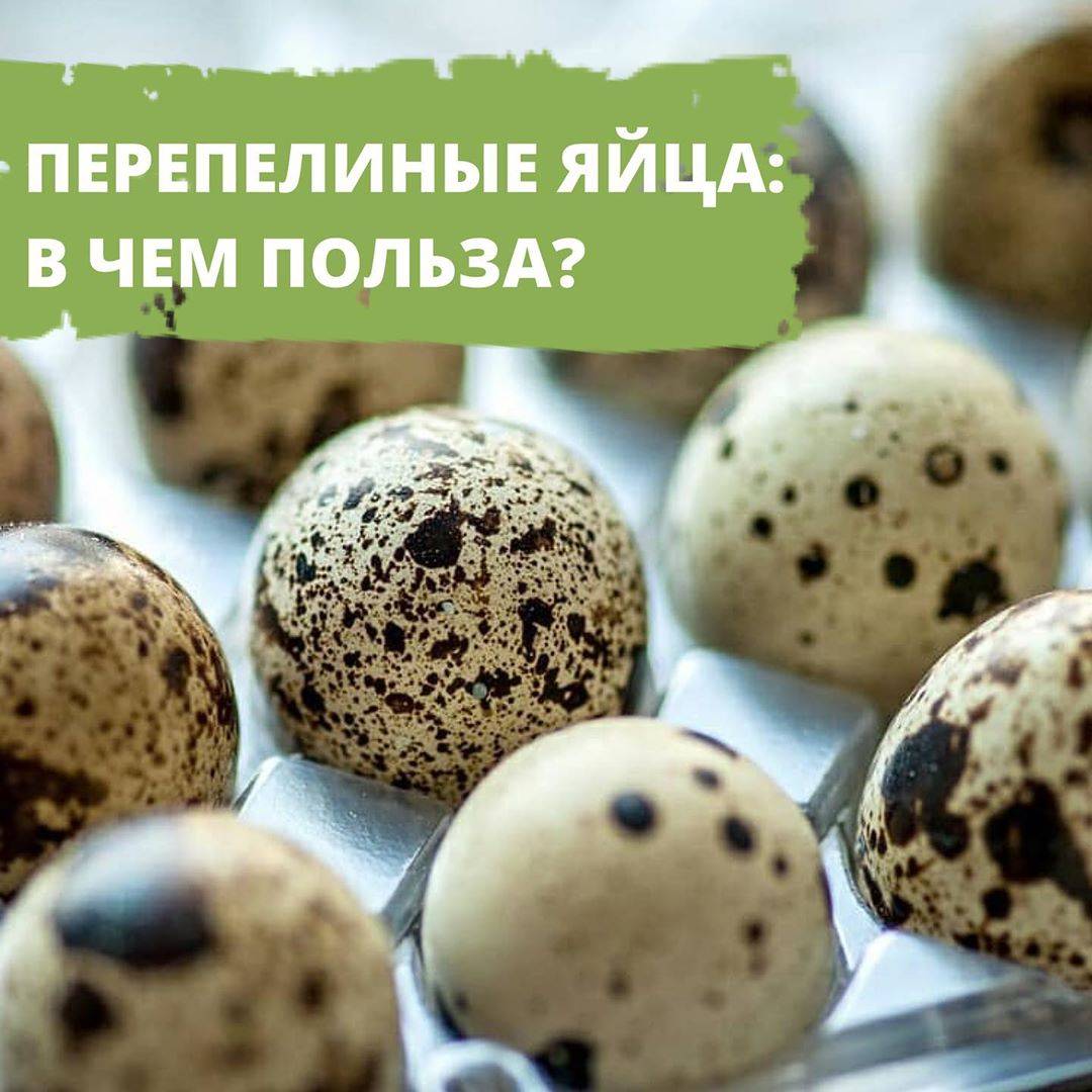 Перепелиные яйца: полезные свойства, польза при употреблении натощак, вред для организма человека